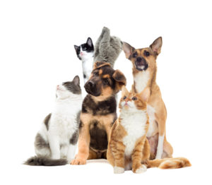 can pet expenses be tax deductible
